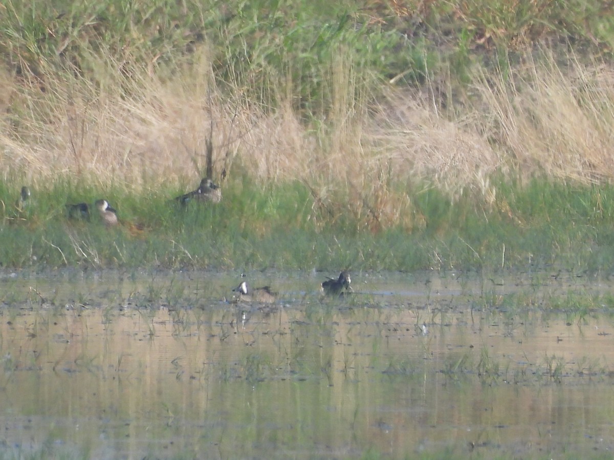 čírka modrokřídlá - ML644688572