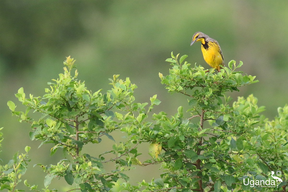 linduškovec žlutohrdlý - ML644688573