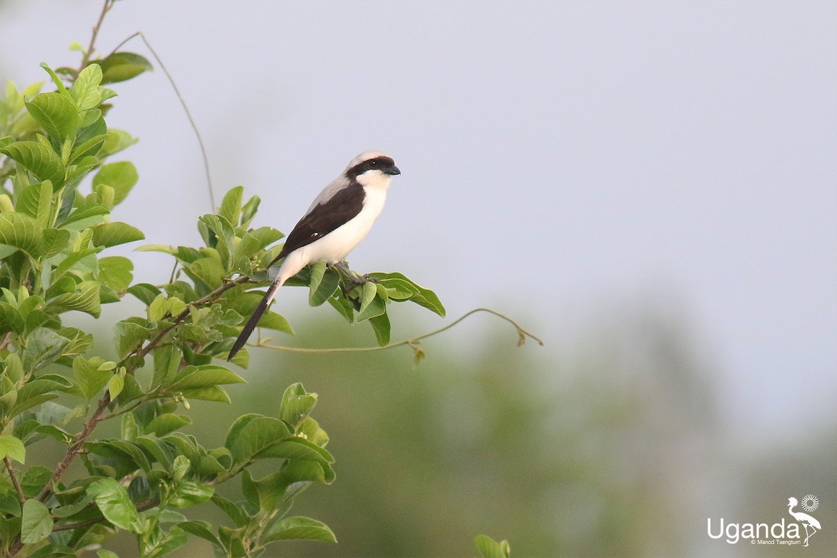 ťuhýk šedohřbetý - ML644688574