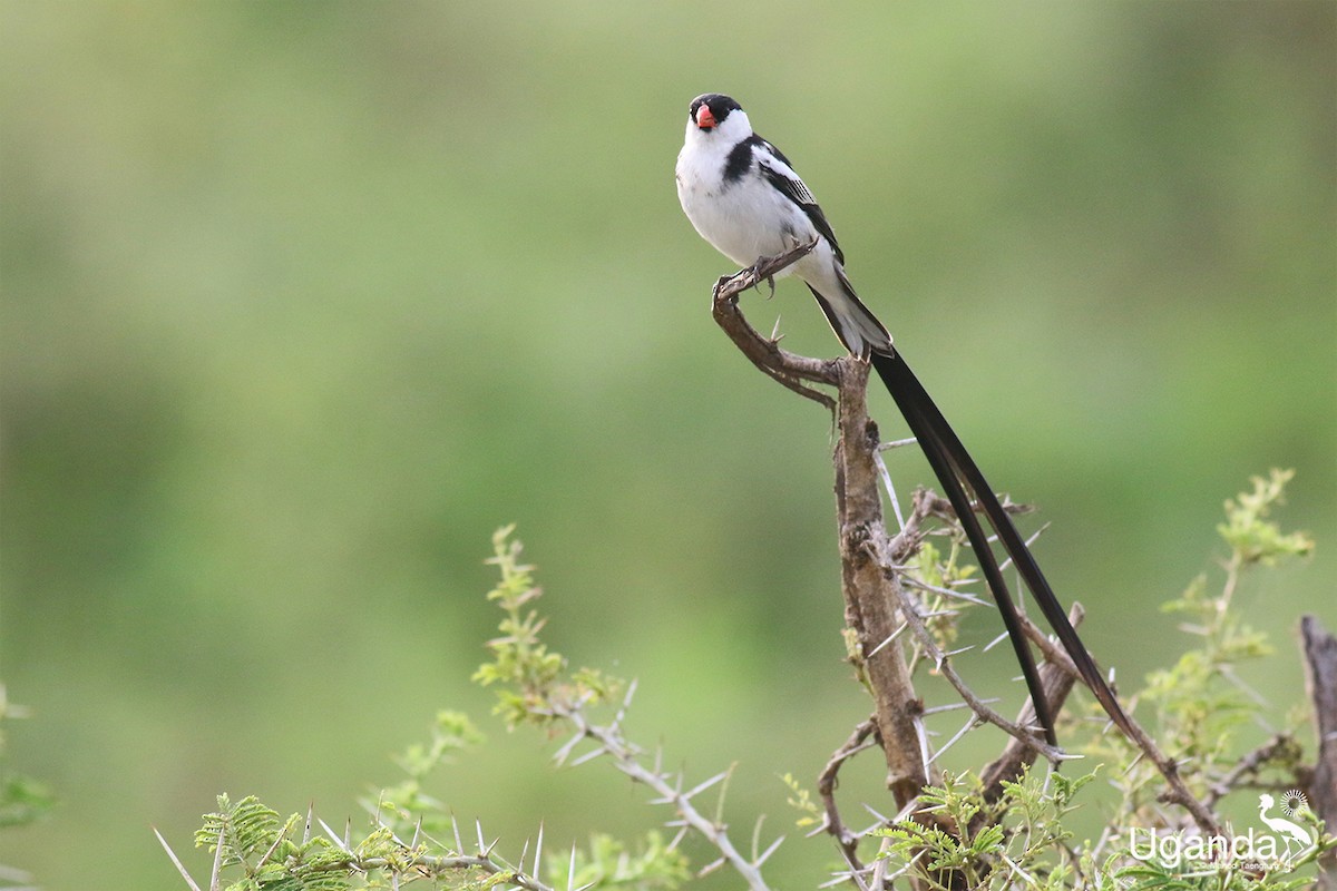 vdovka černobílá - ML644688575