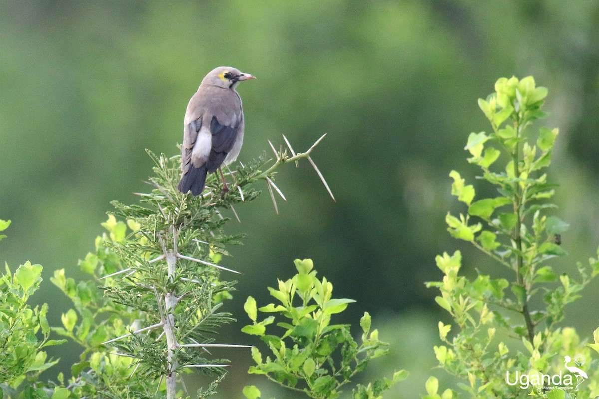 špaček laločnatý - ML644688576