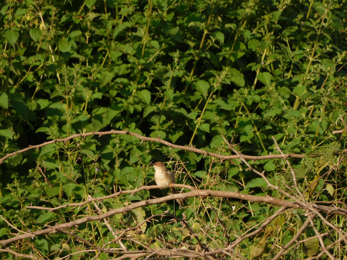 Jungle Prinia - ML644688577