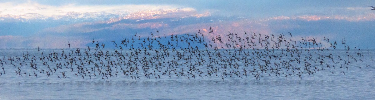 jespák pobřežní - ML644688579