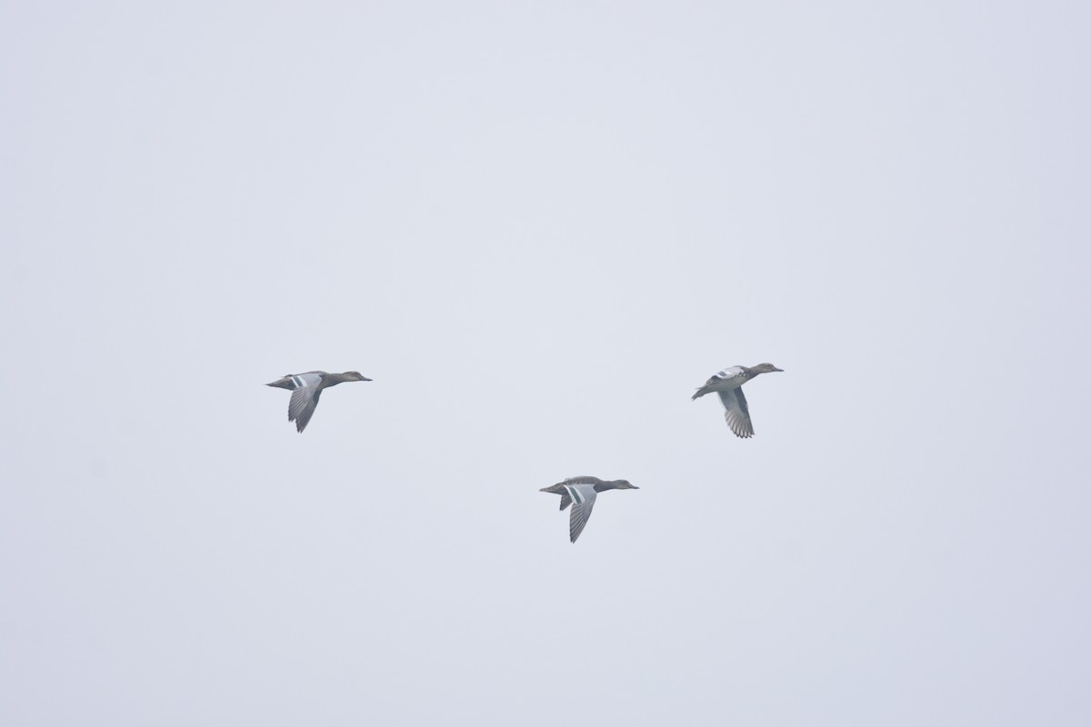 čírka modrá - ML644688582