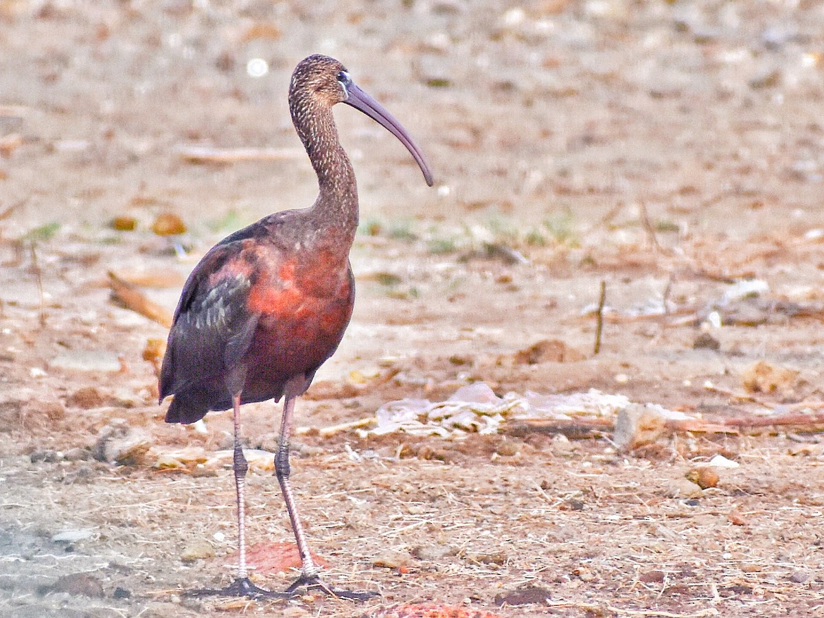 ibis hnědý - ML644688583