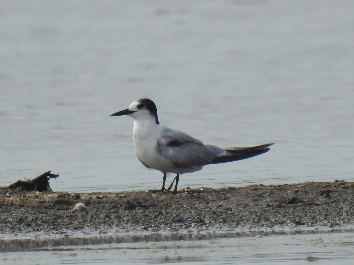 rybák obecný - ML644688584