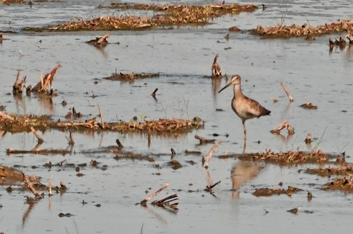 slukovec dlouhozobý - ML644688585