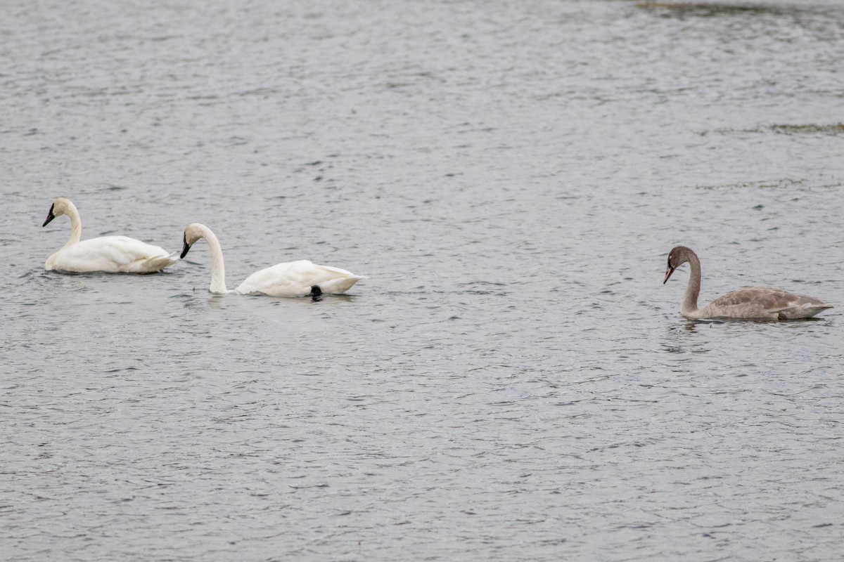 labuť trubač - ML644688586