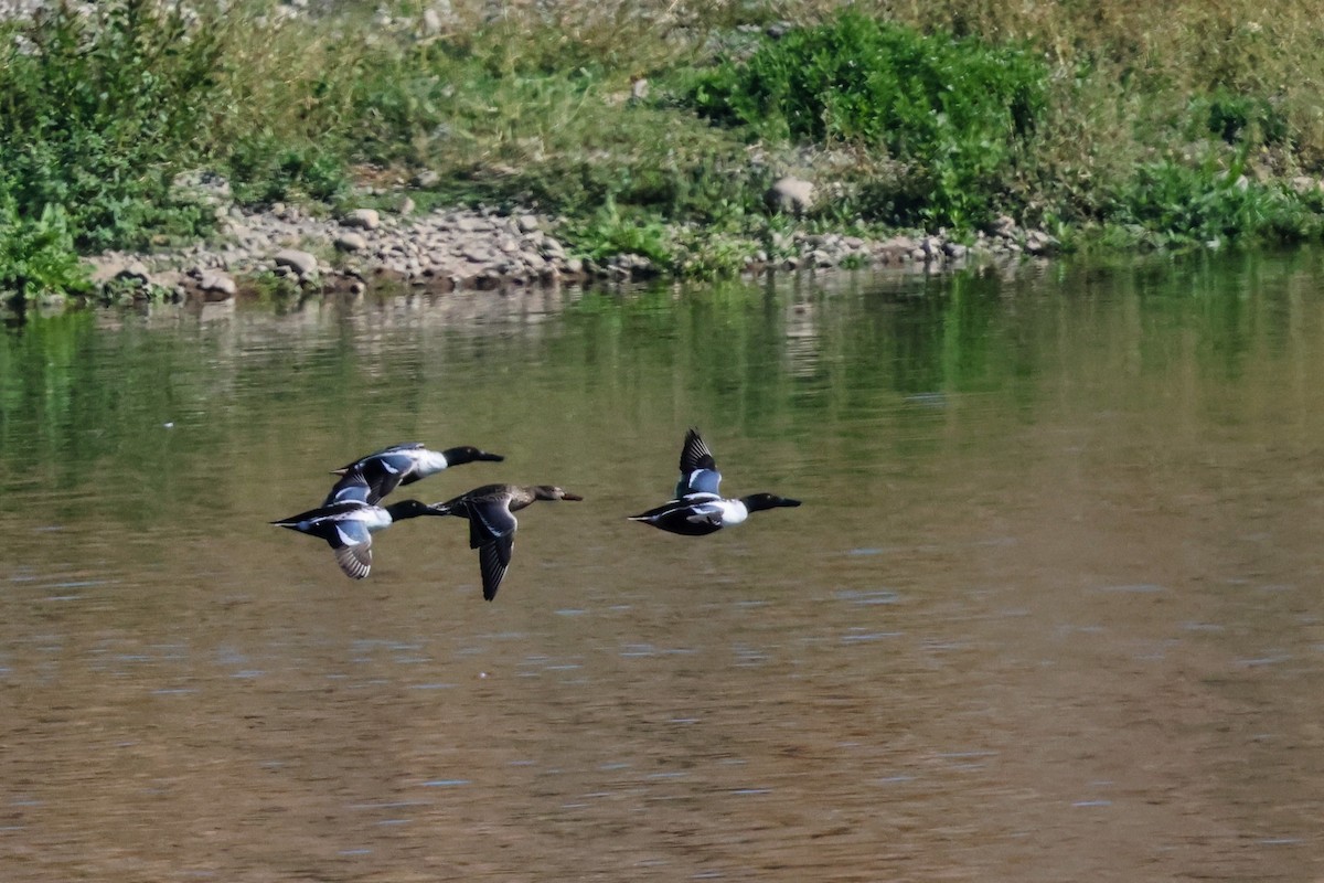 lžičák pestrý - ML644688587