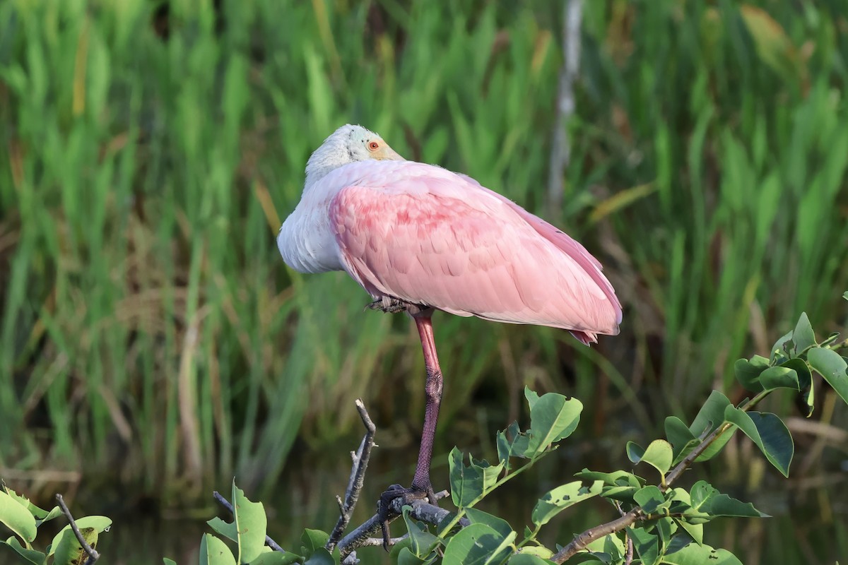 kolpík růžový - ML644688588