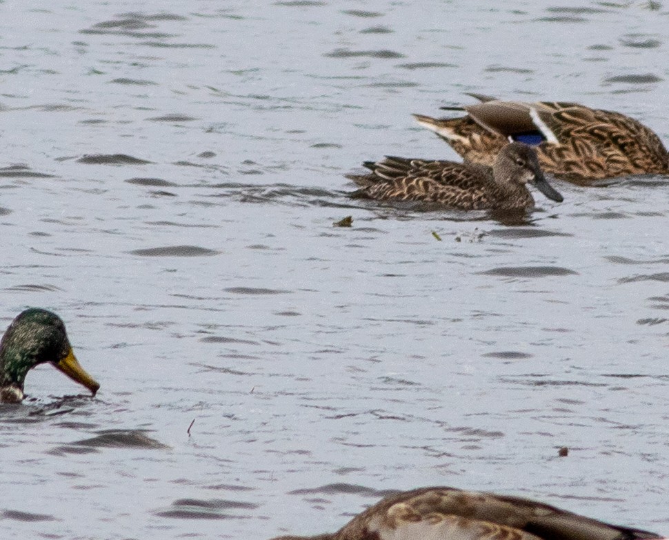 Blue-winged Teal - ML644688592