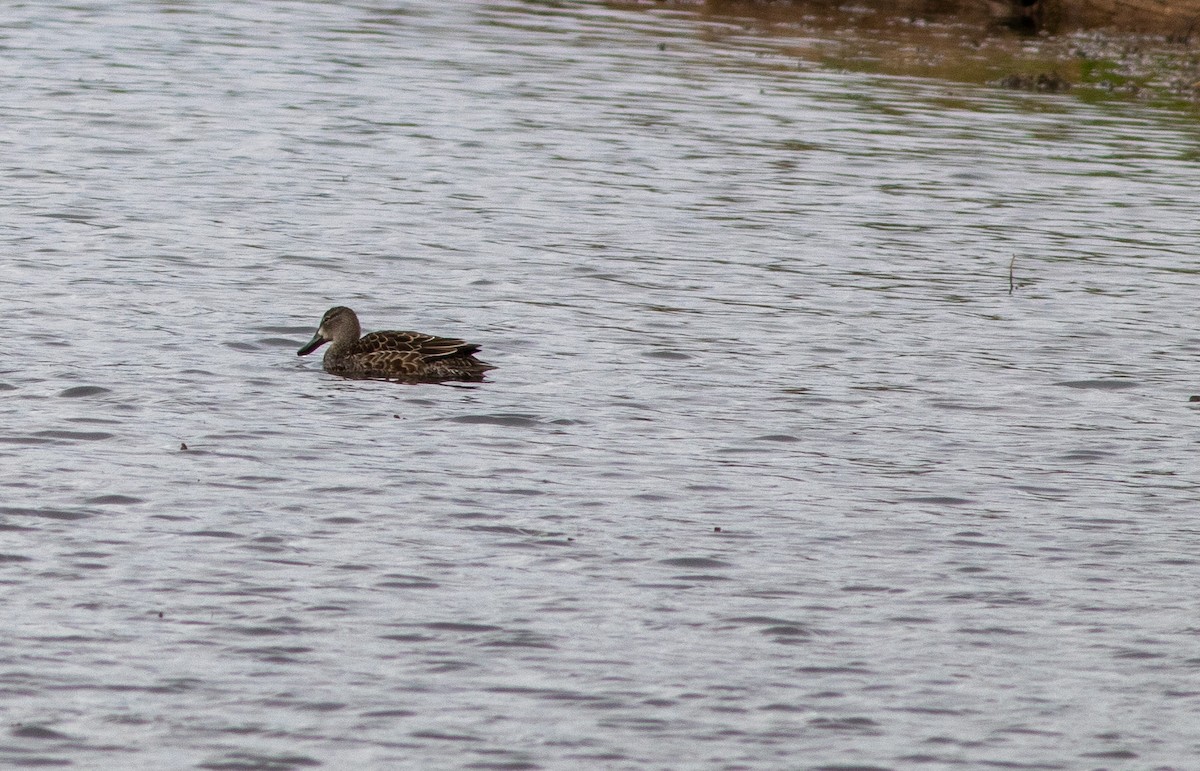 Blue-winged Teal - ML644688599