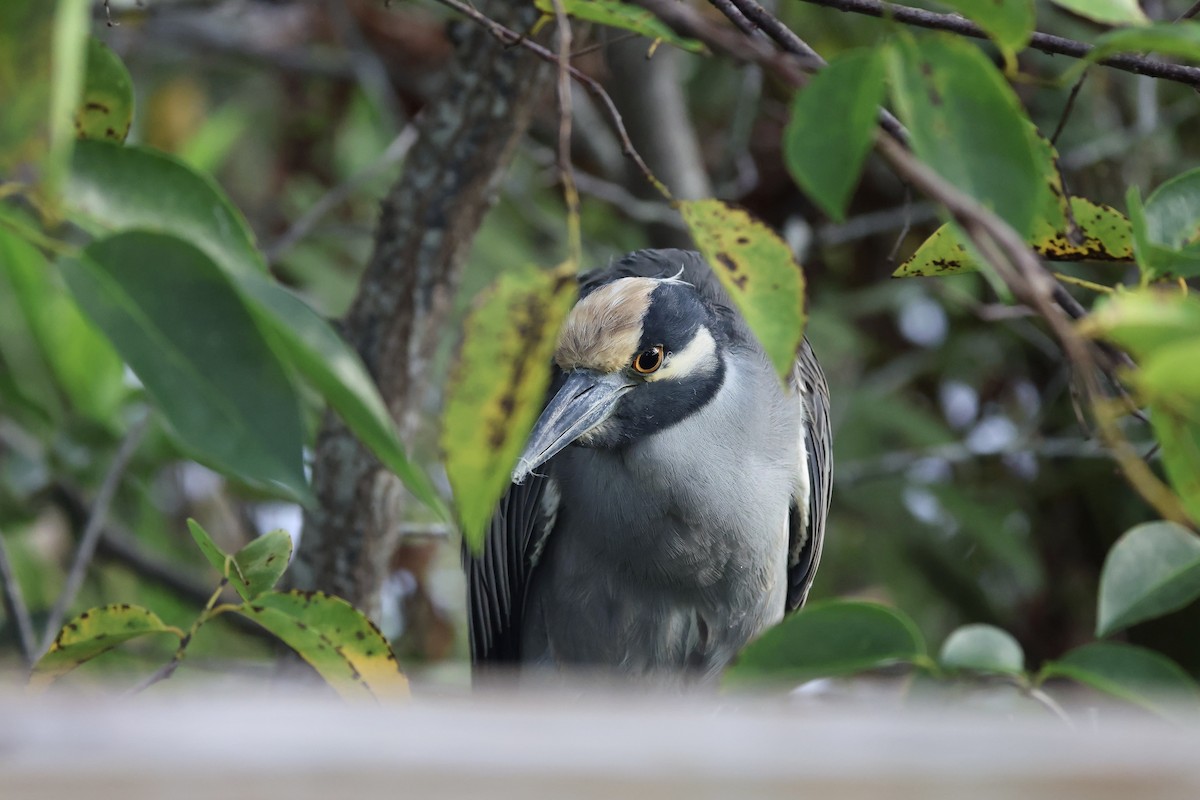 kvakoš žlutočelý - ML644688600