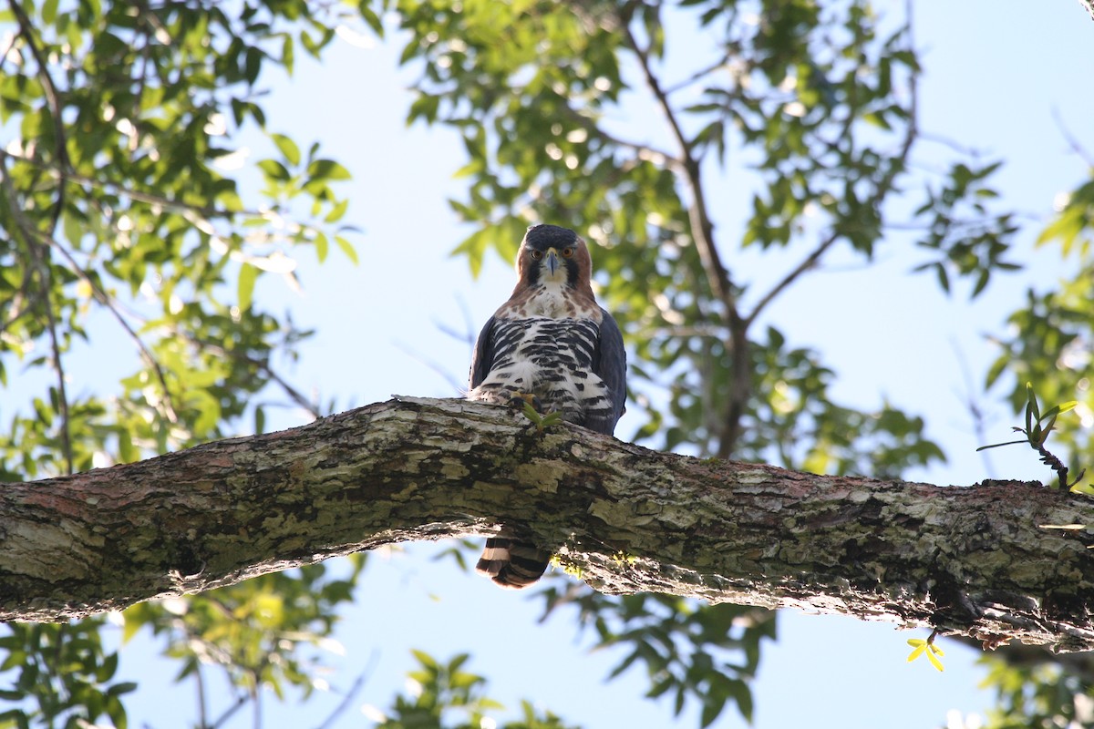 Prachtadler - ML644688603