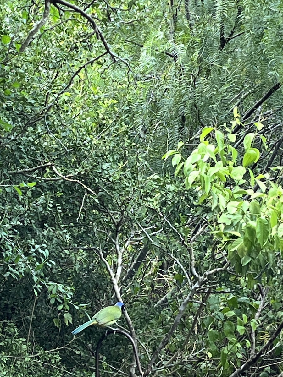 Yeşil Karga - ML644688607