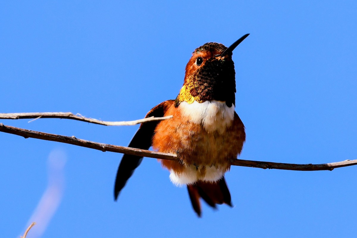 アレンハチドリ - ML644688609