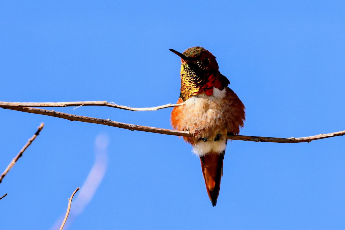 アレンハチドリ - ML644688610