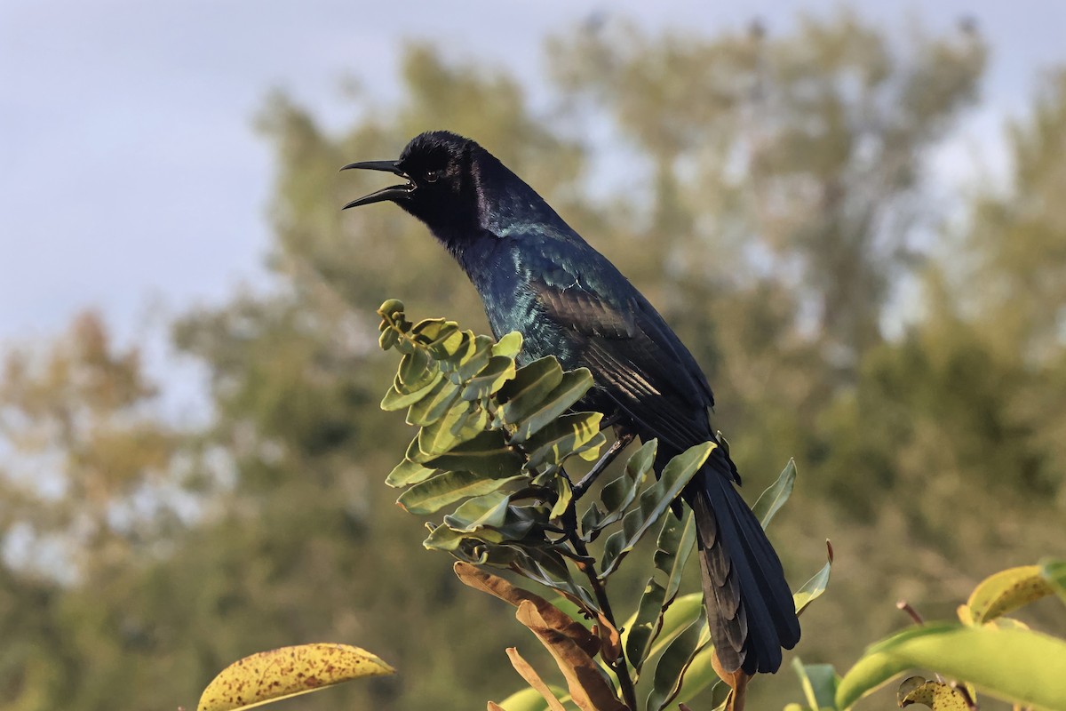 Boat-tailed Grackle - ML644688611