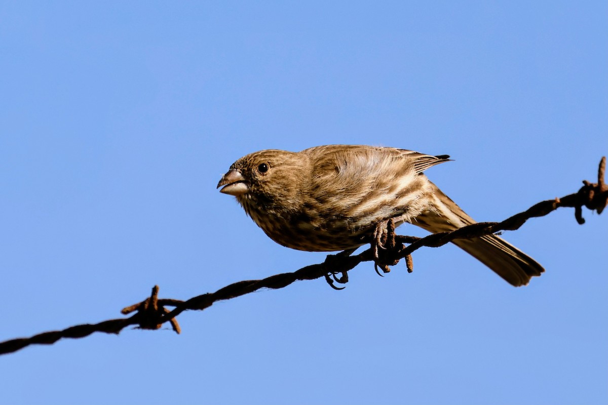 メキシコマシコ - ML644688612