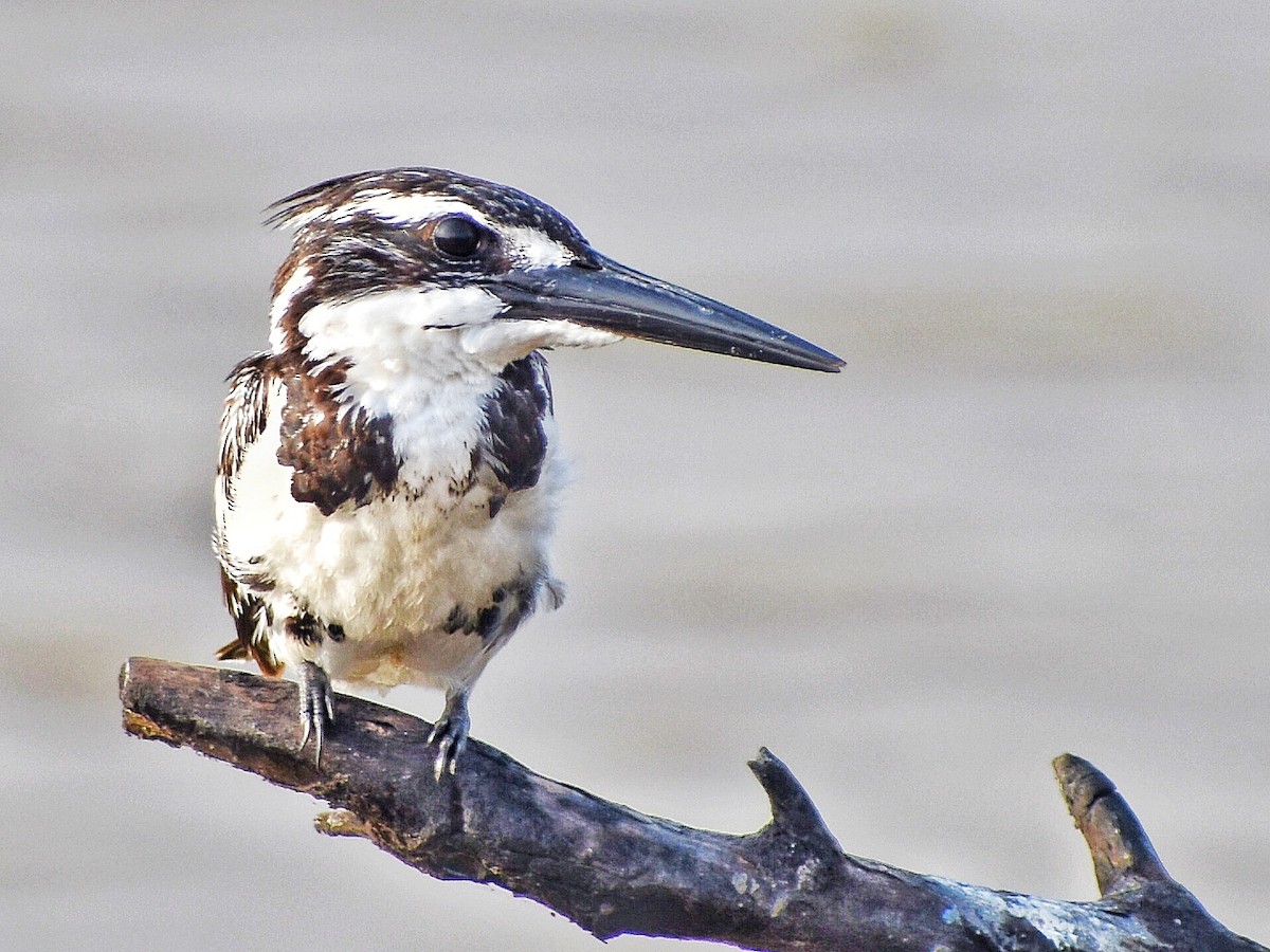 Graufischer - ML644688615