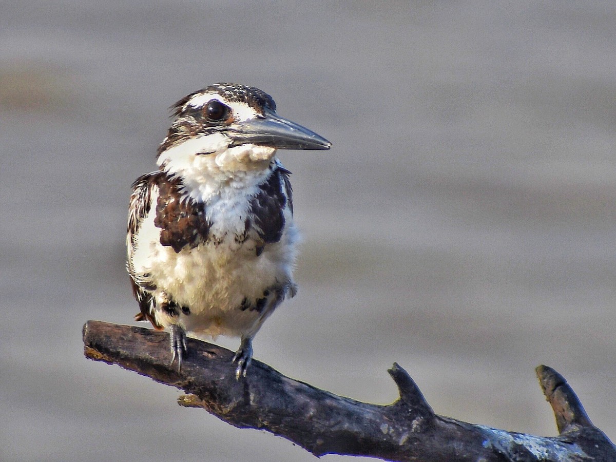 Graufischer - ML644688616