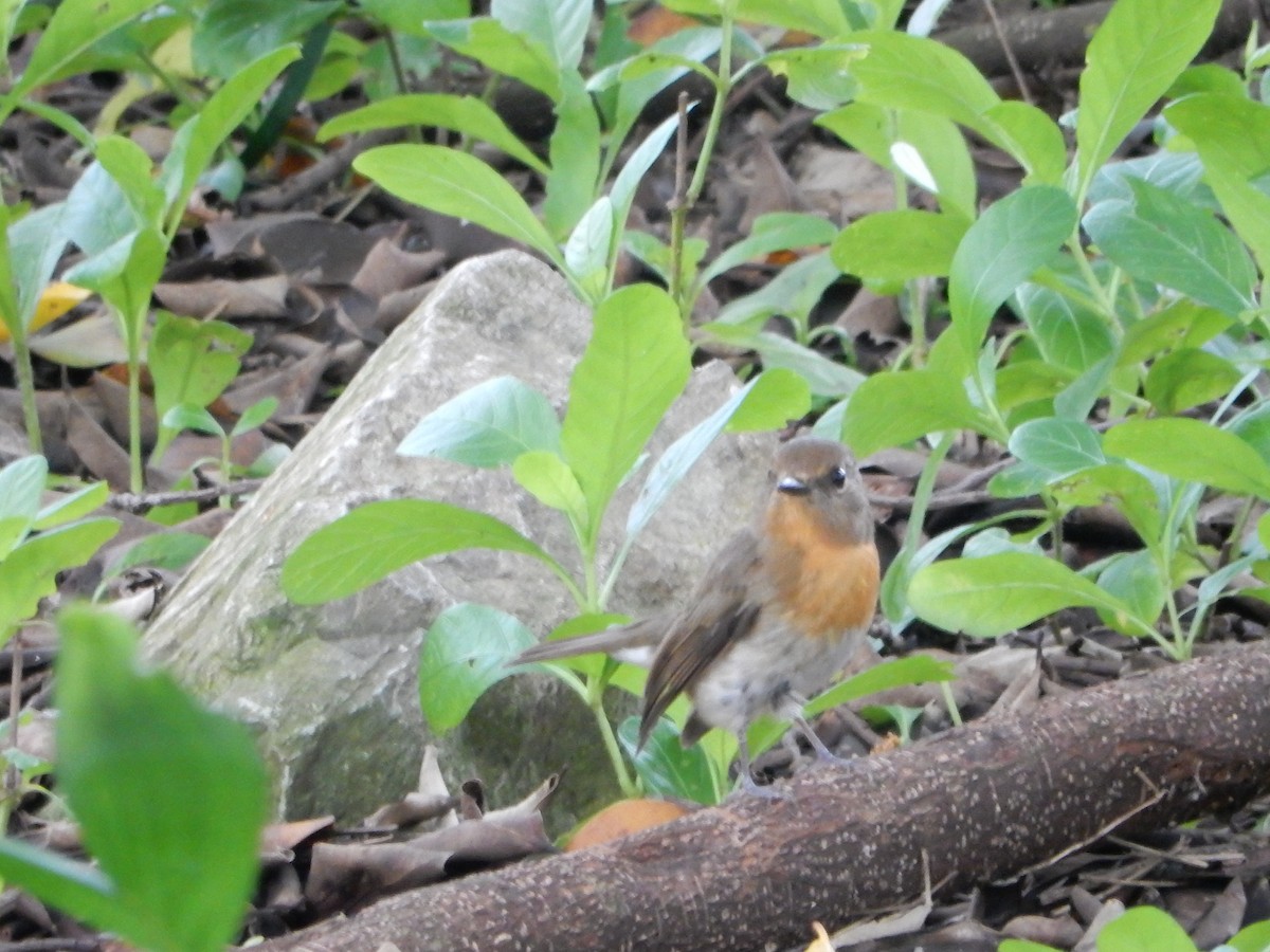 Hainan Blue Flycatcher - ML644688617