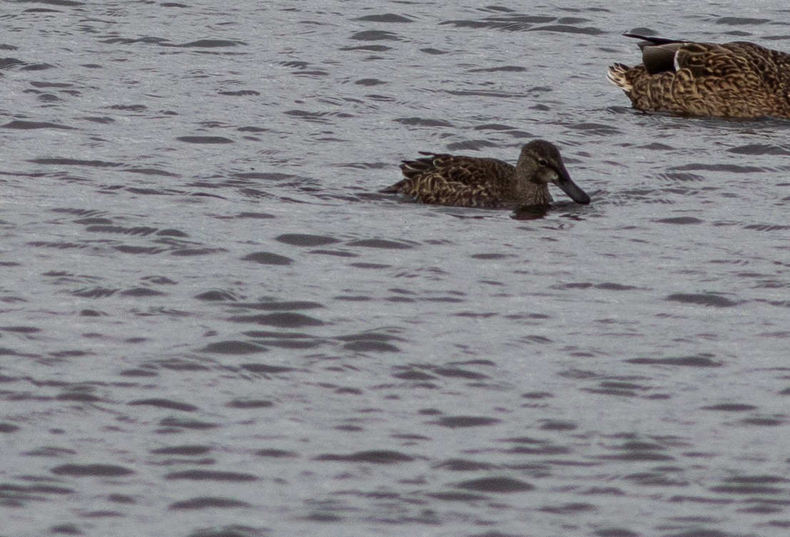 Blue-winged Teal - ML644688618