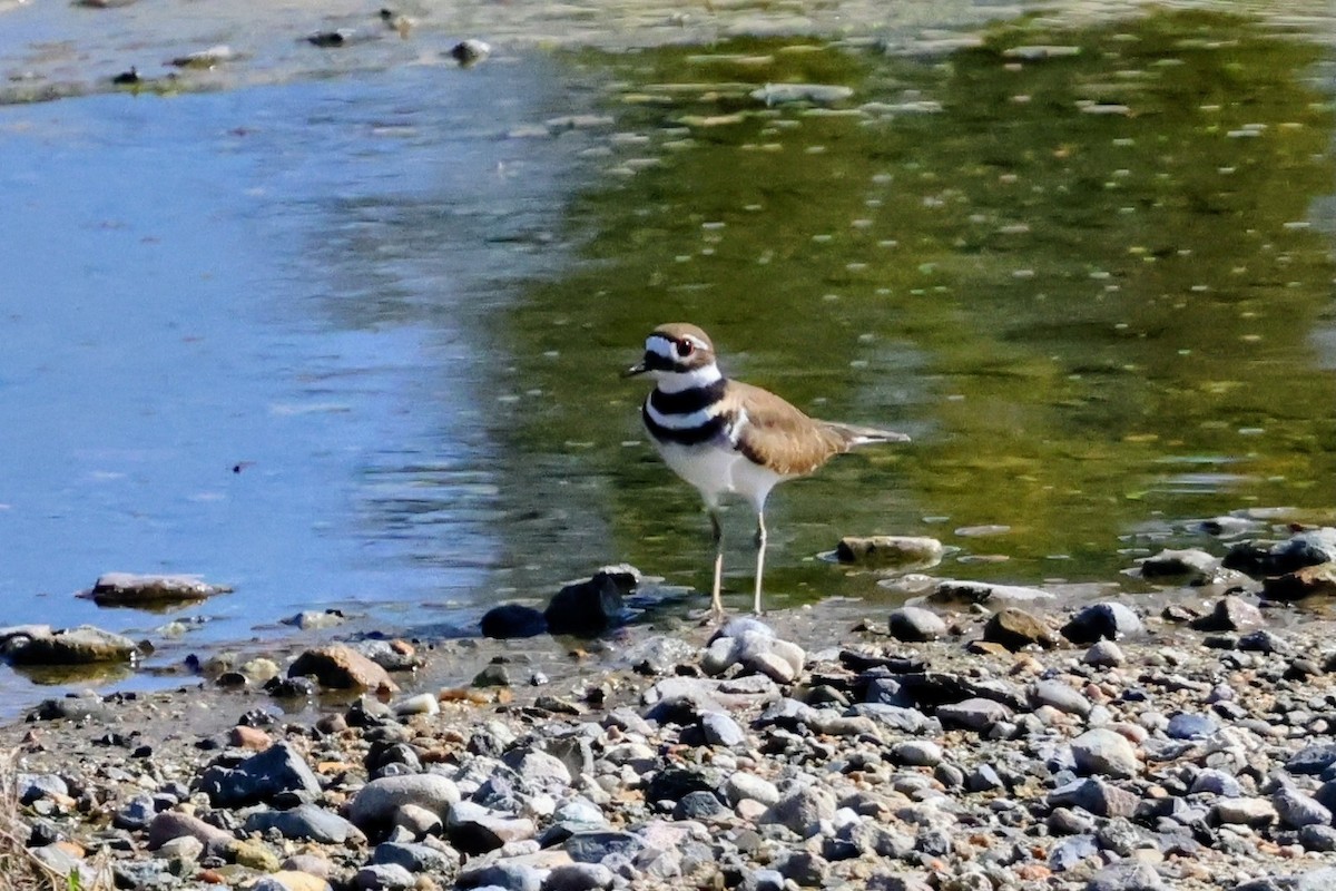 フタオビチドリ - ML644688623