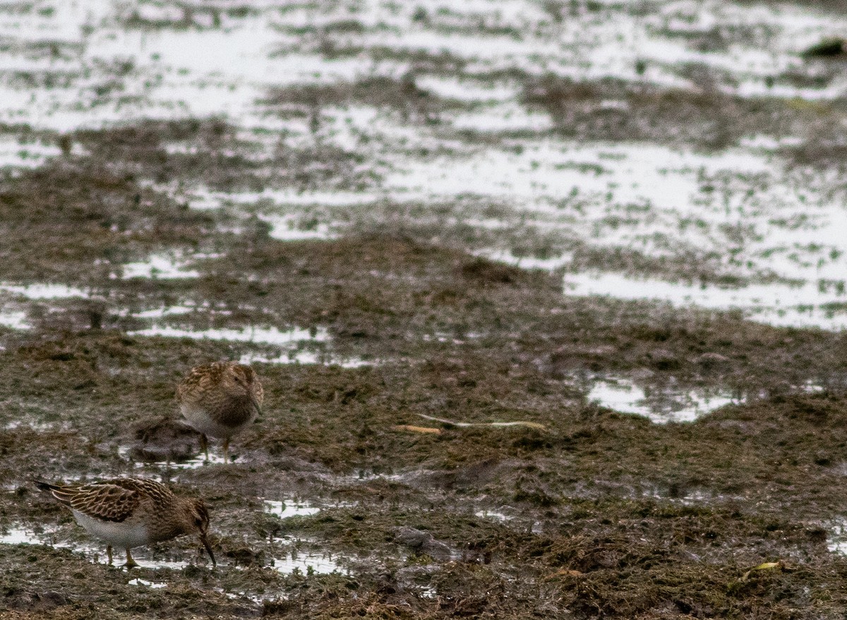 Побережник арктичний - ML644688631