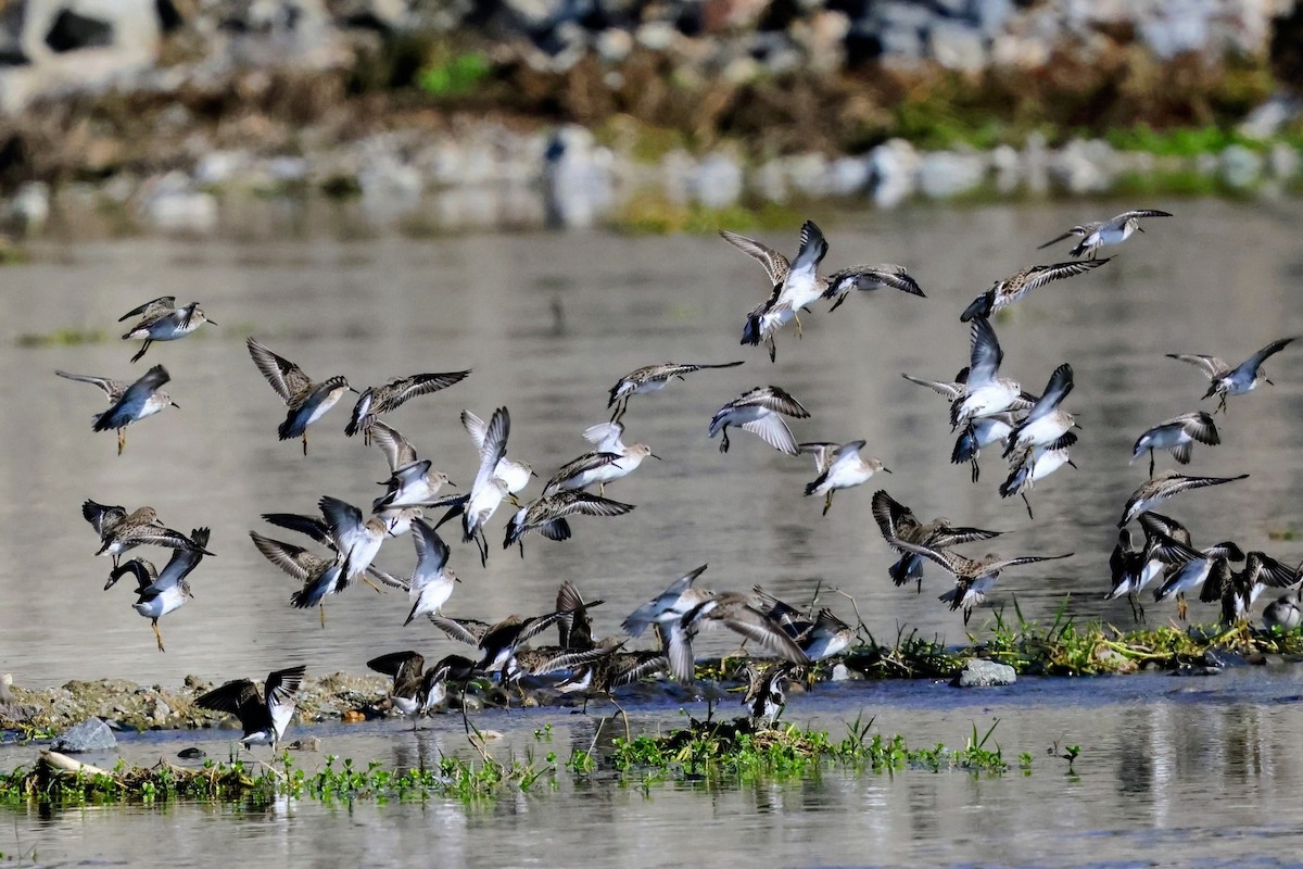 アメリカヒバリシギ - ML644688632