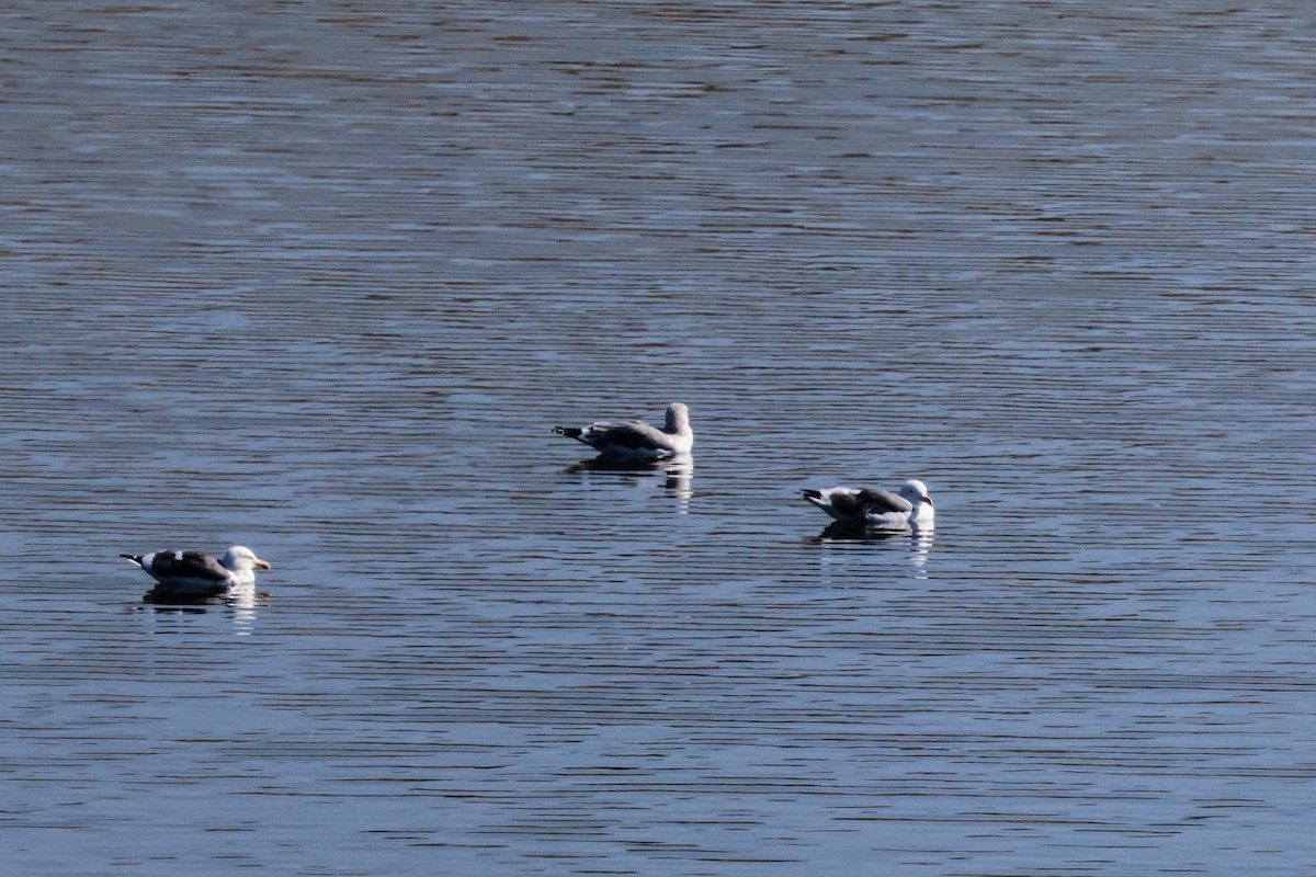 カリフォルニアカモメ - ML644688638