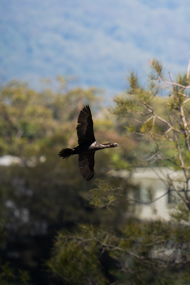 Little Black Cormorant - ML644688640