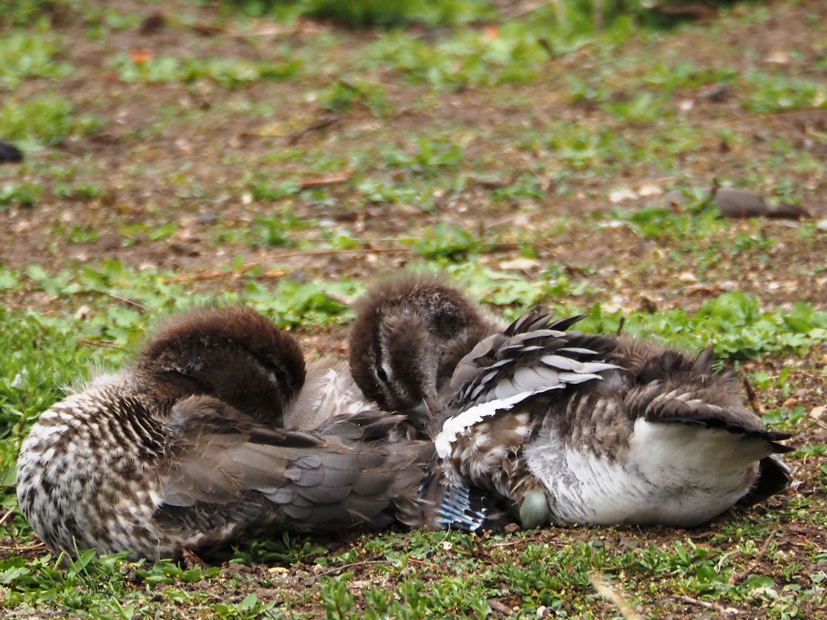 Maned Duck - ML644688641