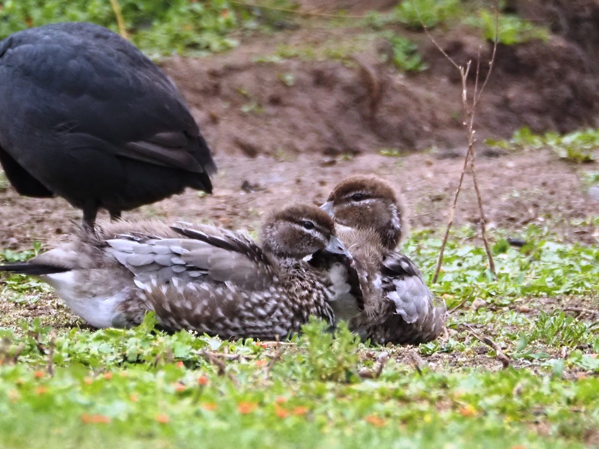 タテガミガン - ML644688642