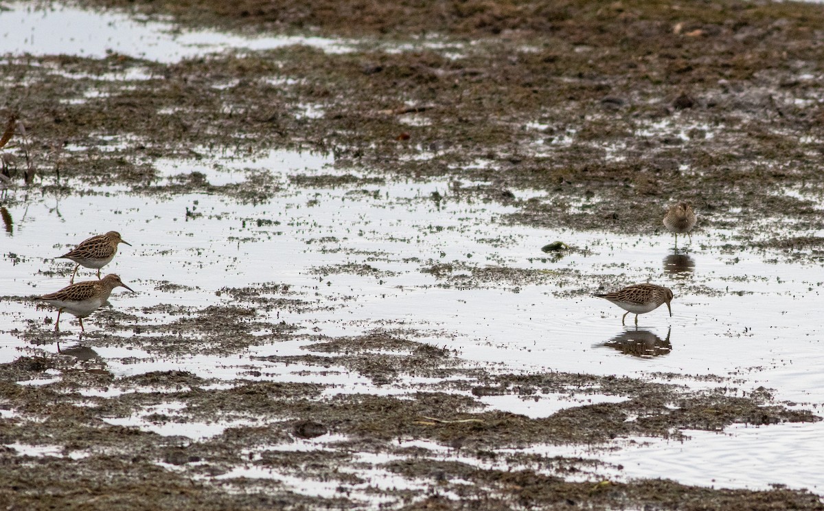 Побережник арктичний - ML644688645