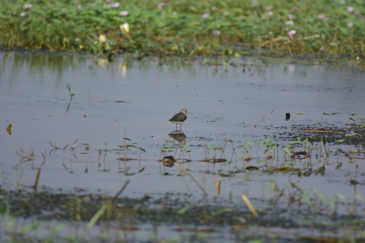 Green Sandpiper - ML644688648