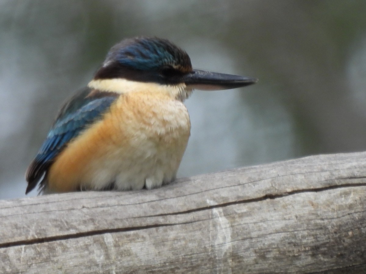 ヒジリショウビン - ML644688654