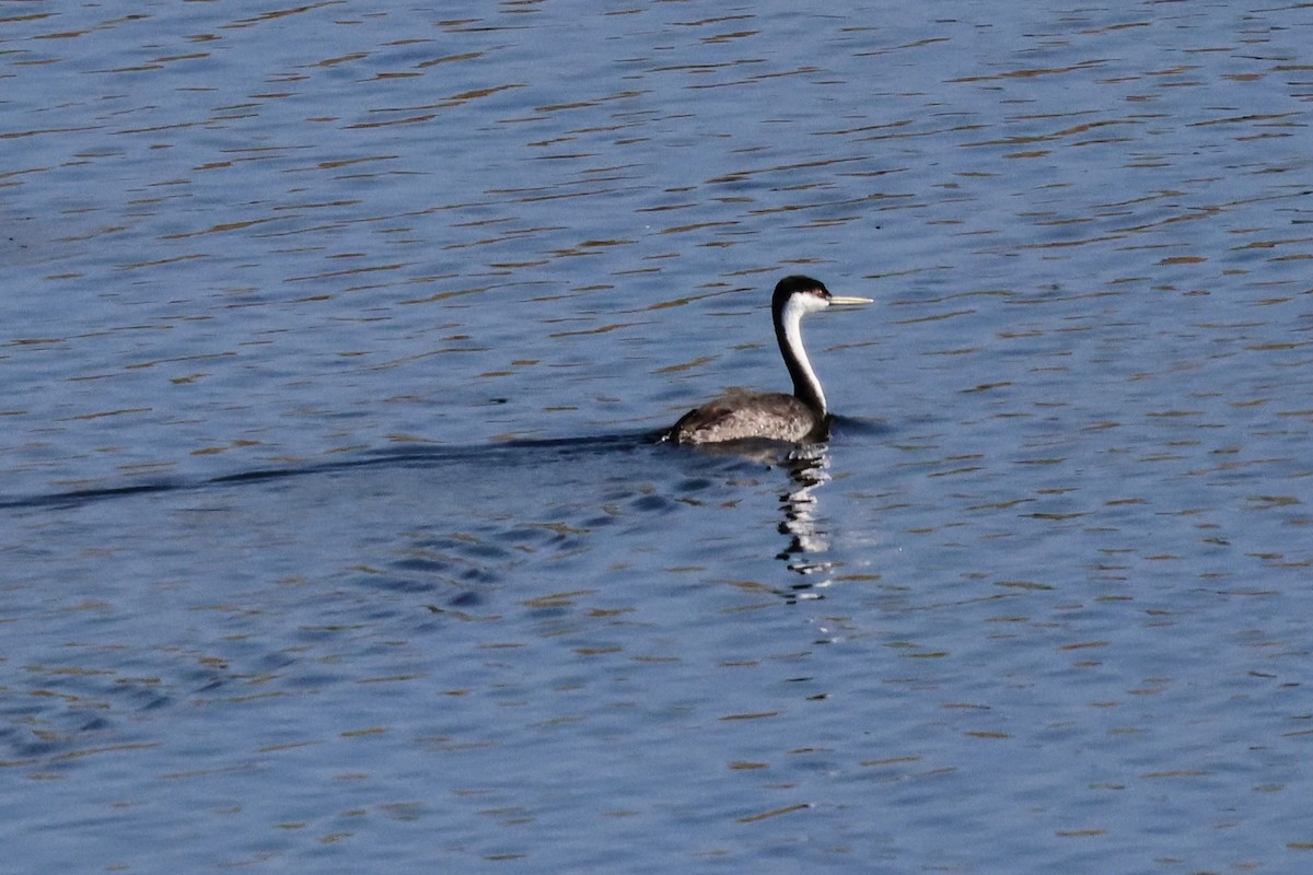 クビナガカイツブリ - ML644688655