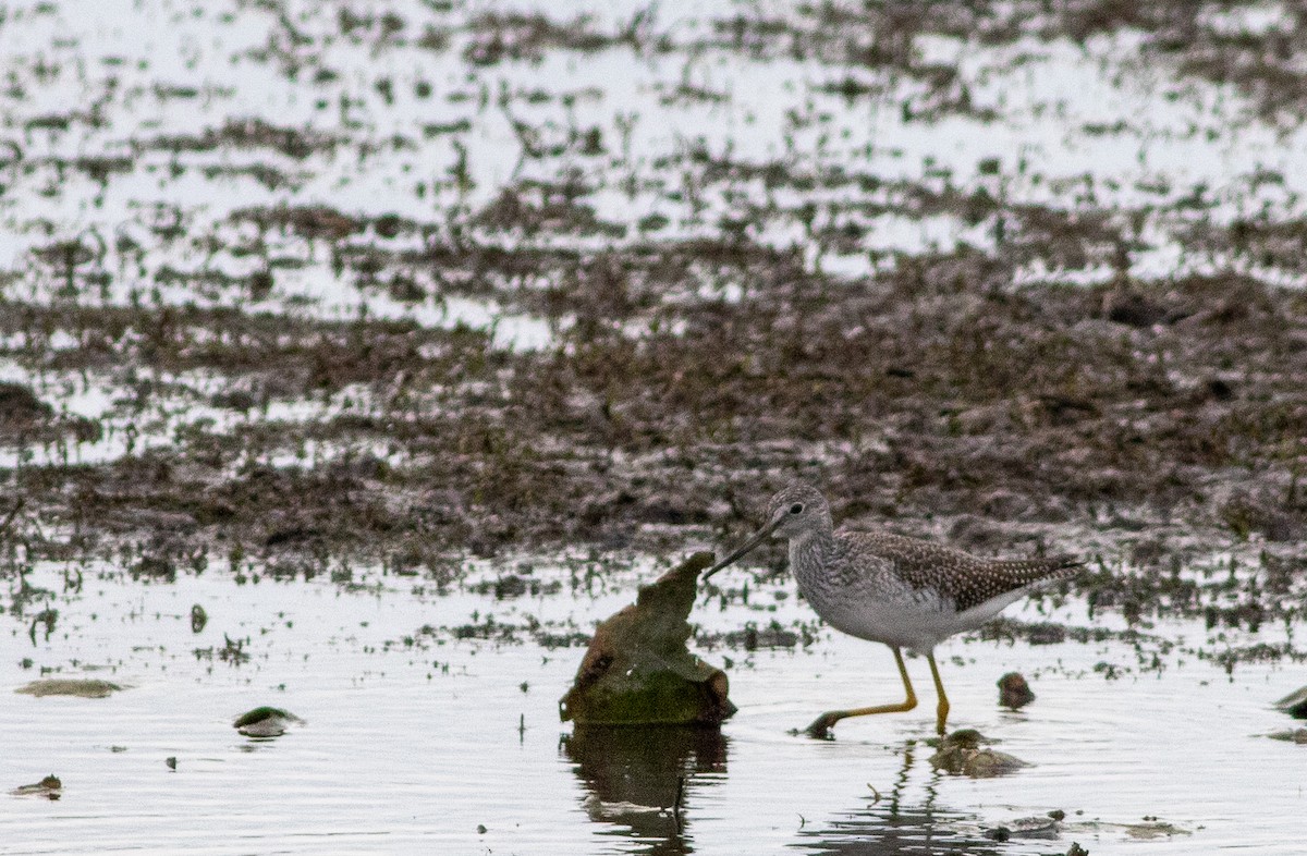 Greater Yellowlegs - ML644688656