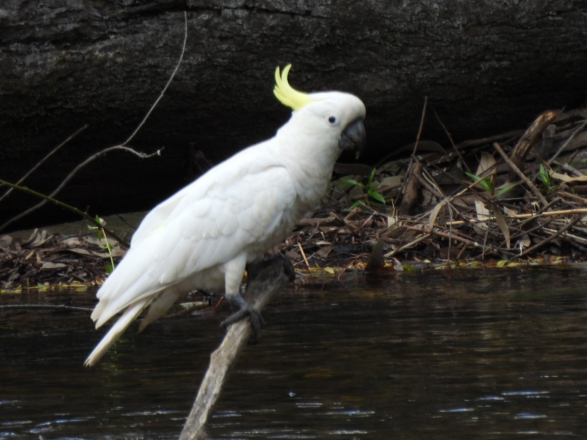 キバタン - ML644688663