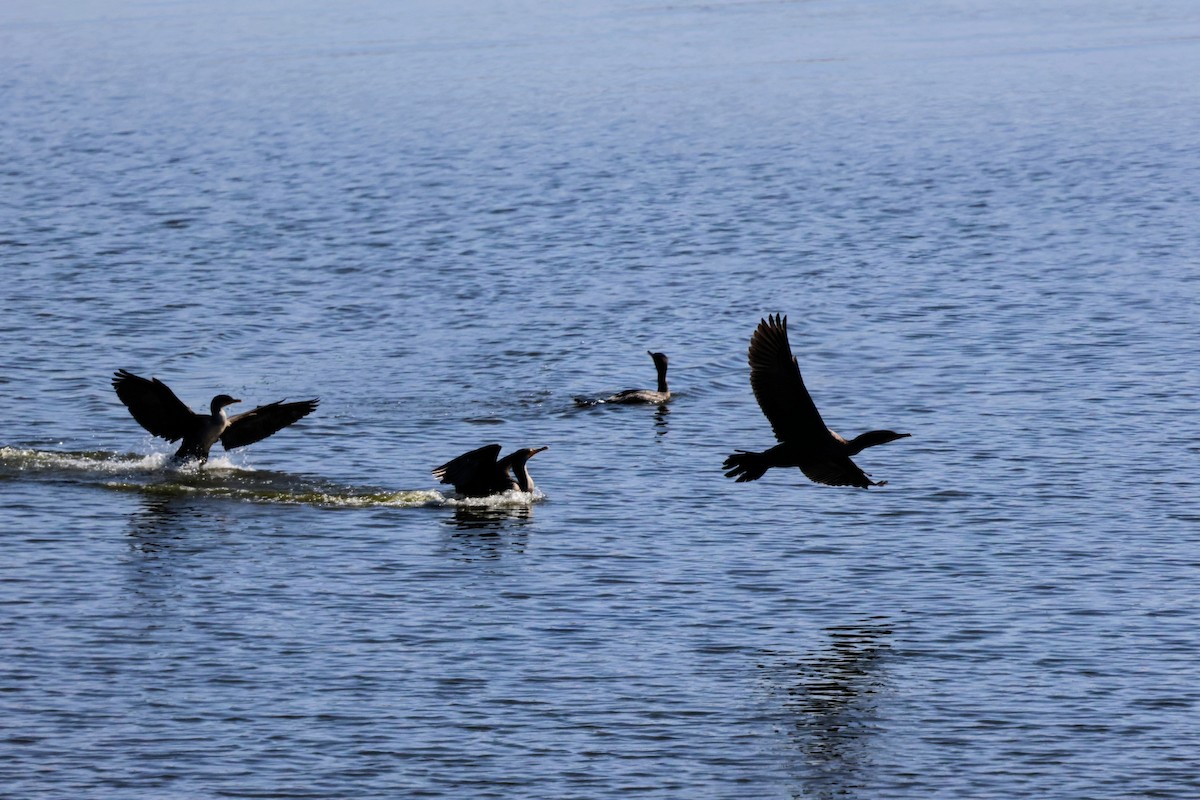 ミミヒメウ - ML644688665