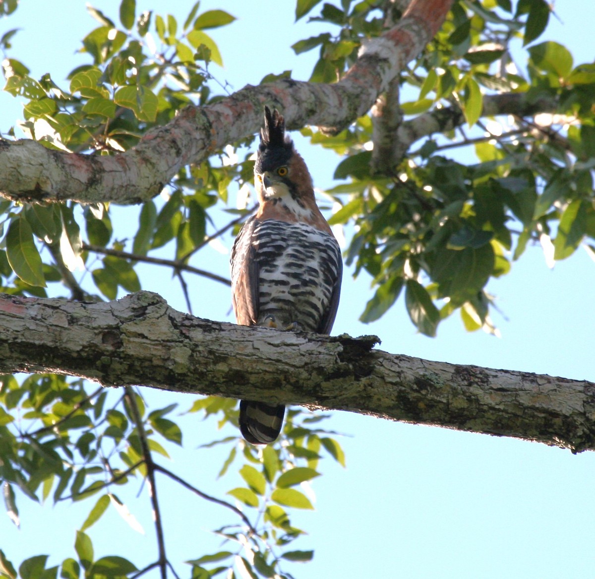 Prachtadler - ML644688667