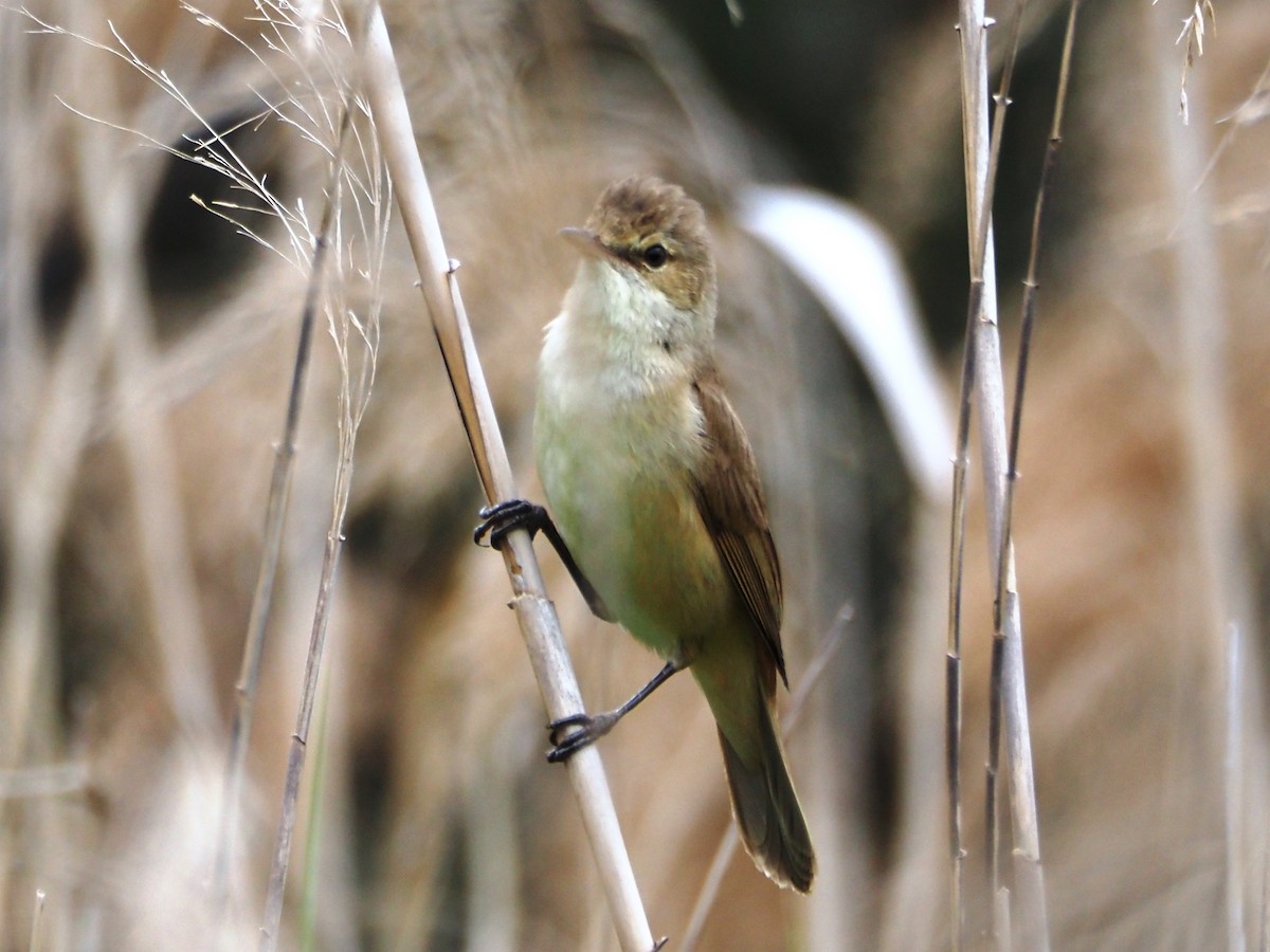 オーストラリアヨシキリ - ML644688671