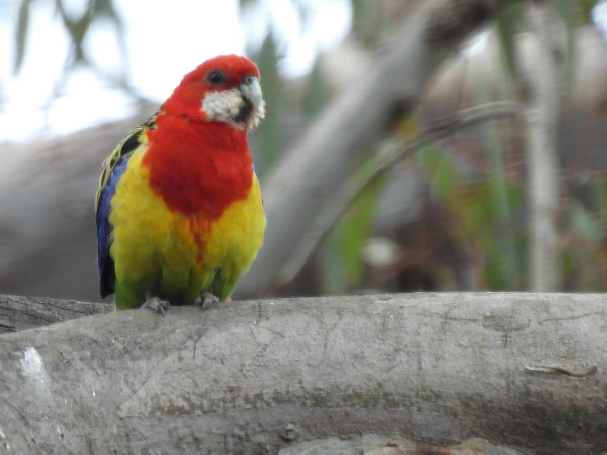 ナナクサインコ - ML644688672