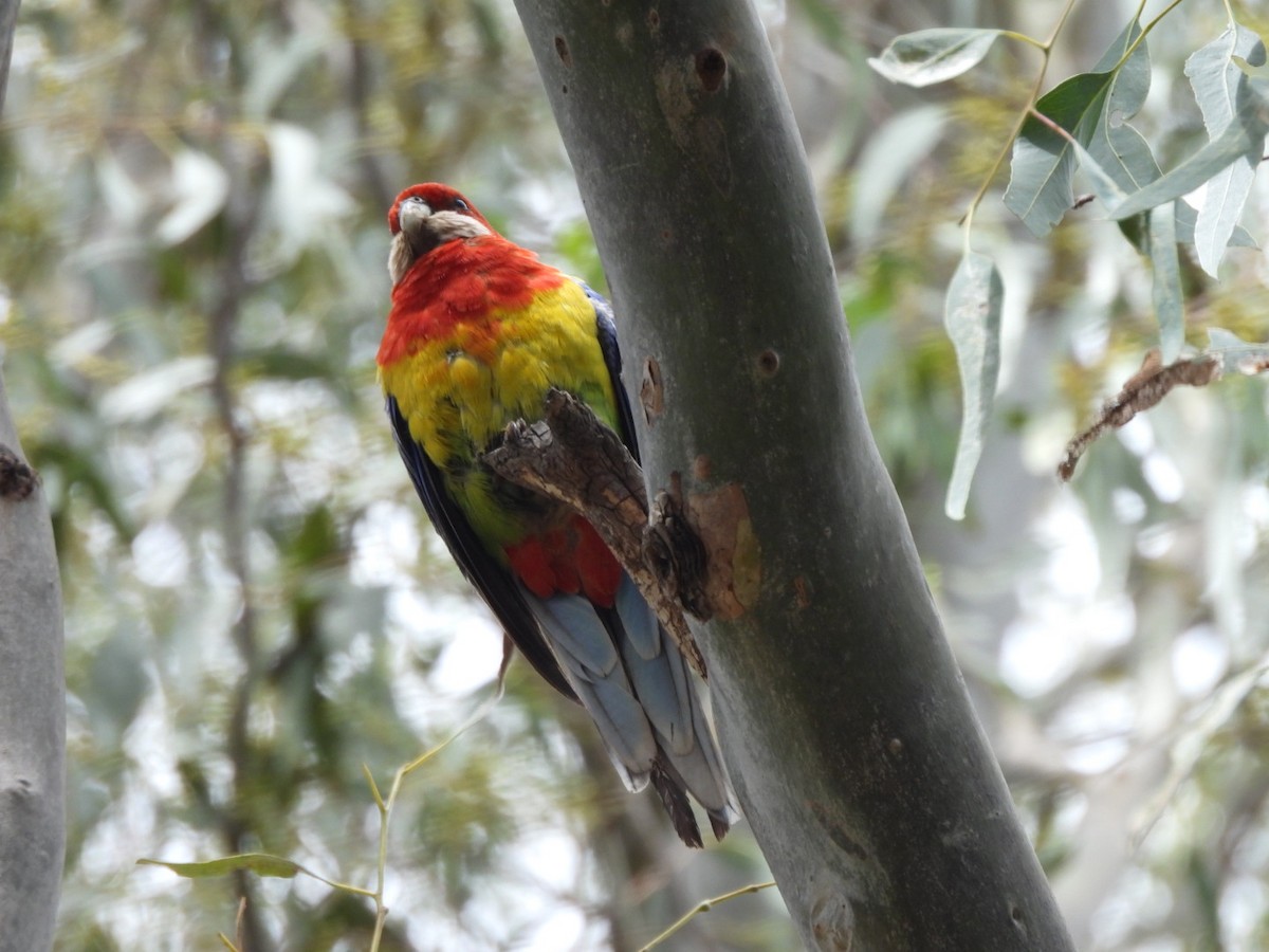 ナナクサインコ - ML644688673