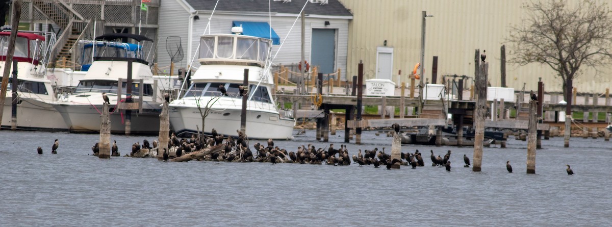 Cormoran à aigrettes - ML644688674