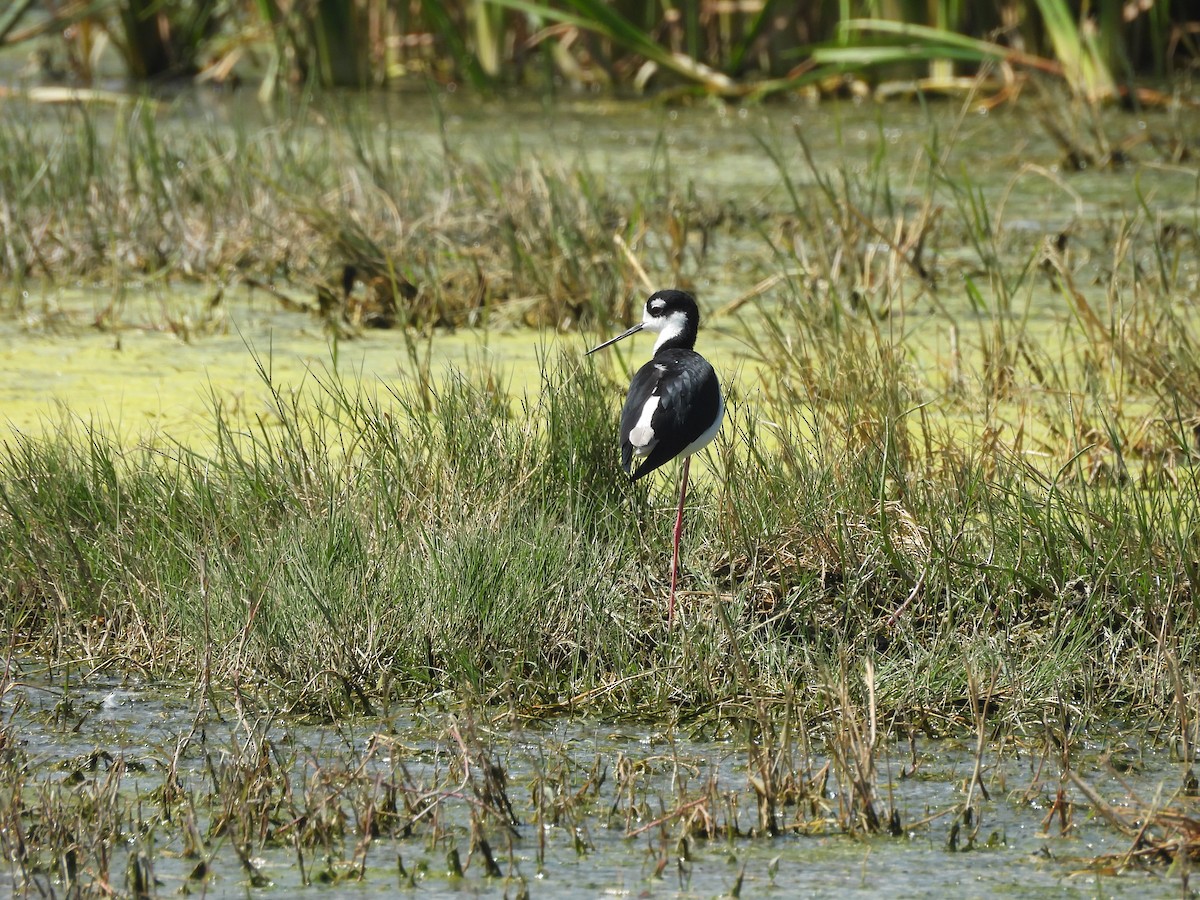 Кулик-довгоніг американський - ML644688675