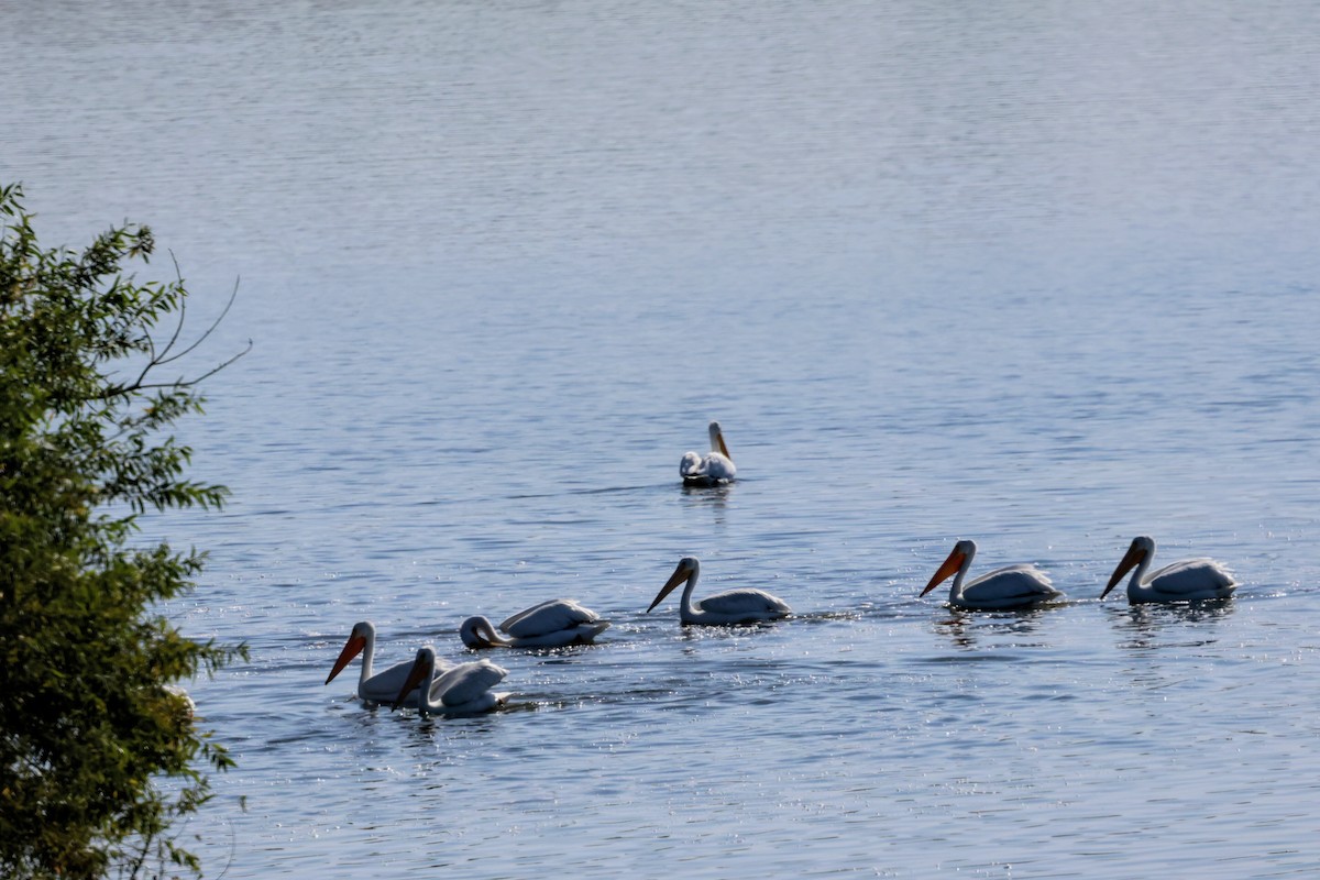 アメリカシロペリカン - ML644688676