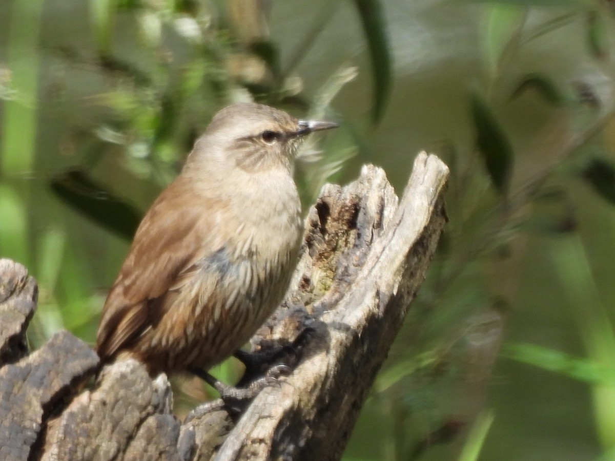 チャイロキノボリ - ML644688679