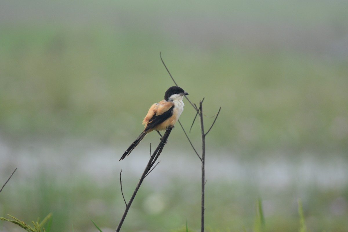 Long-tailed Shrike - ML644688680